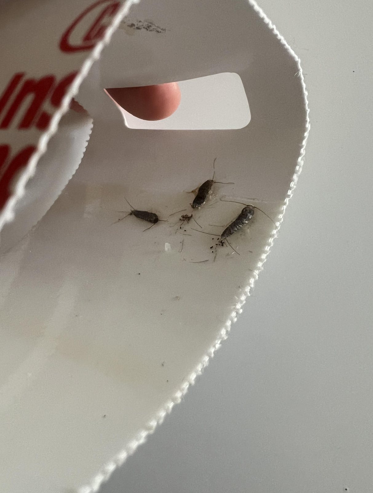 Close-up photograph of three silverfish-like crawling insects stuck to the adhesive surface of a Catchmaster insect trap